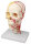 Neurovasculärer Schädel