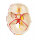Schädelmodell neurovasculär